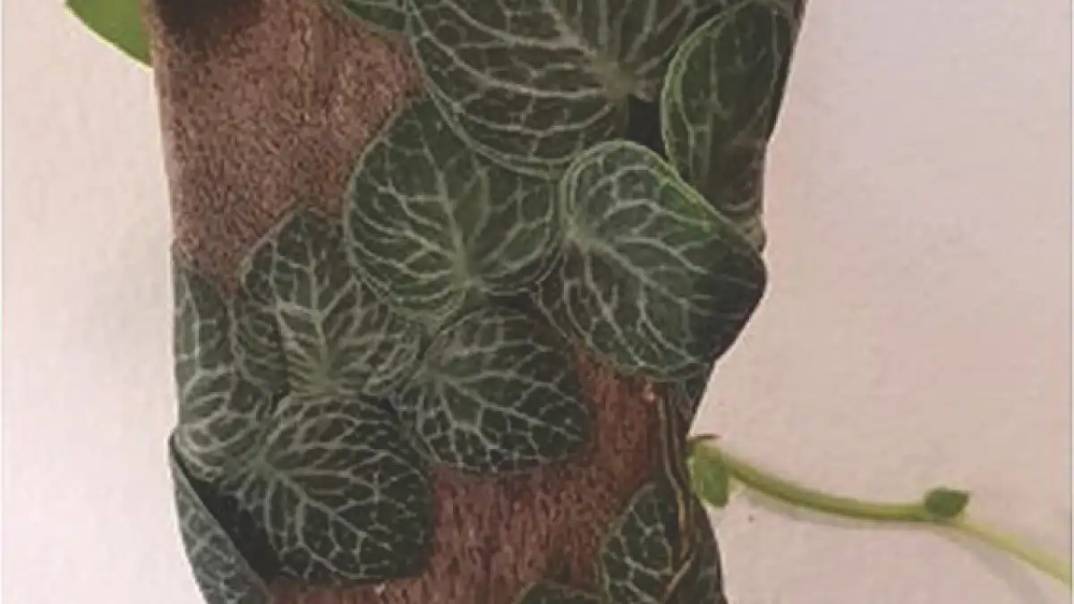Planta escama em vasos