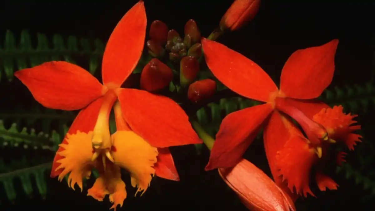 Orquídea flamejante, rara e linda. Blog dica pronta