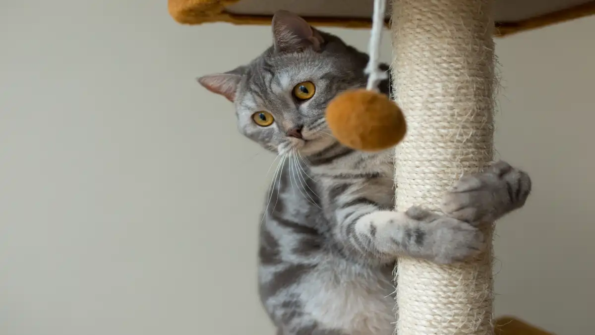 30 brinquedos pet com passo a passo no blog Dica Pronta